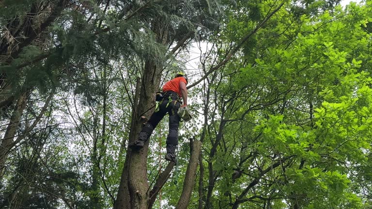 How Our Tree Care Process Works  in Fanning Springs, FL